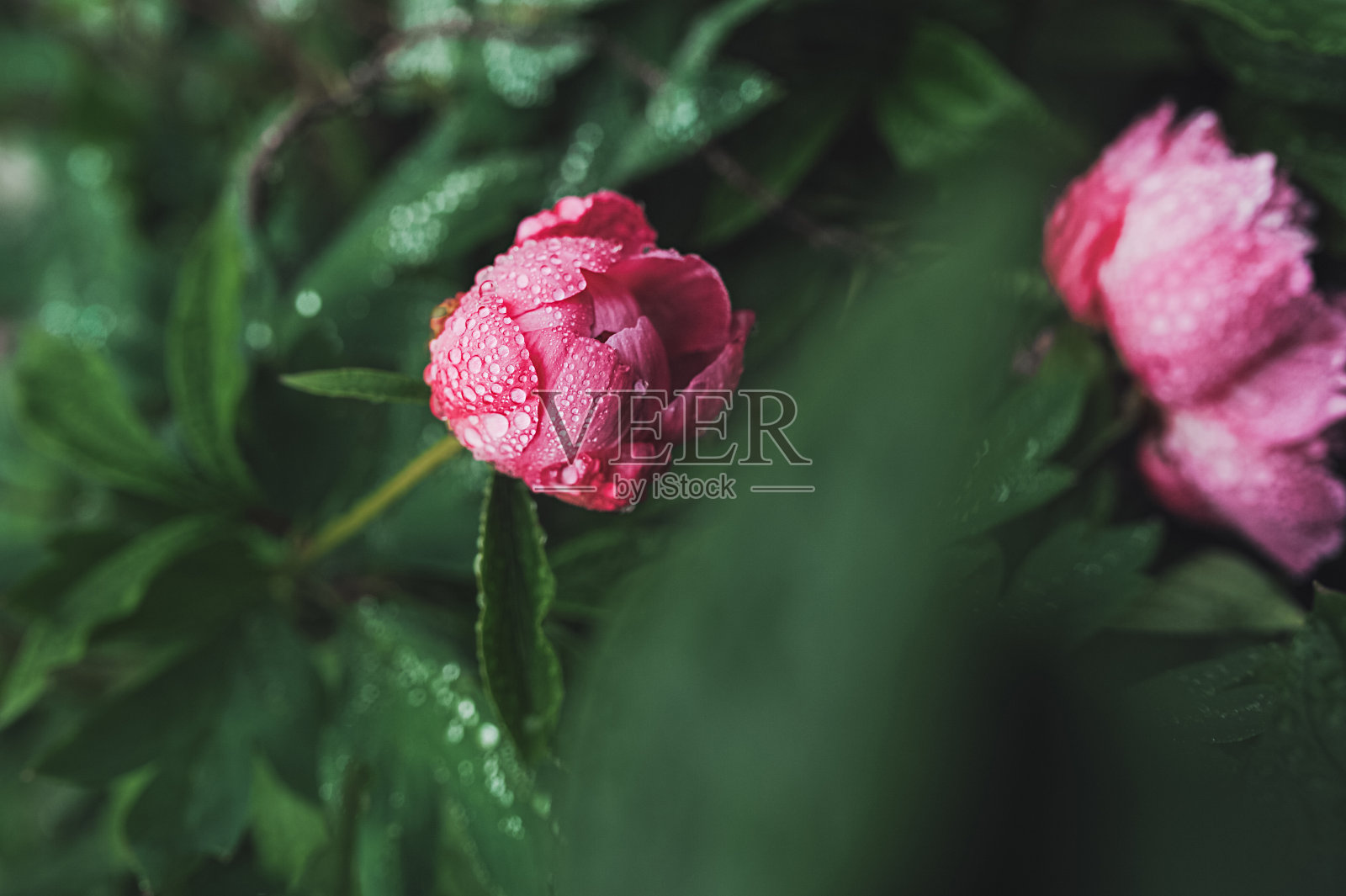 一颗未开放的花蕾,粉红色的湿牡丹在花园里的绿色茎上滴水。种花,照料植物照片摄影图片