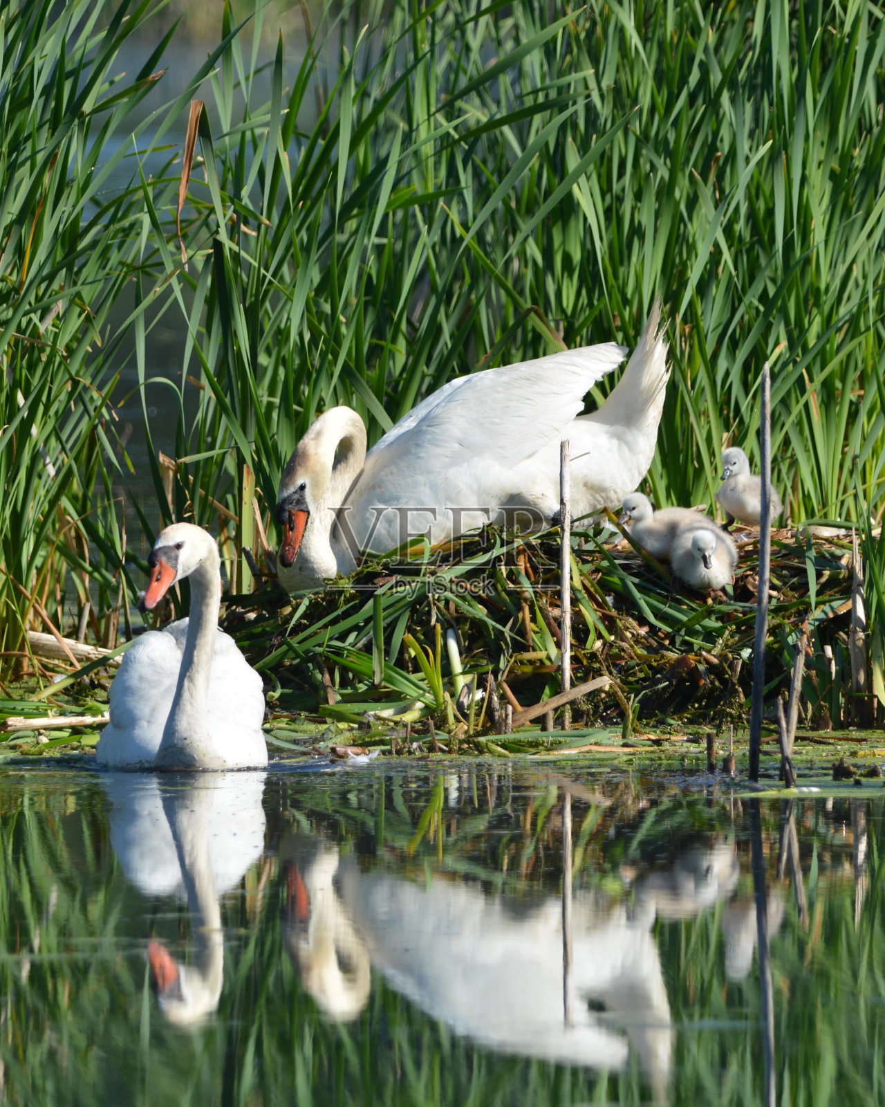 疣牙天鹅和小天鹅在巢里照片摄影图片
