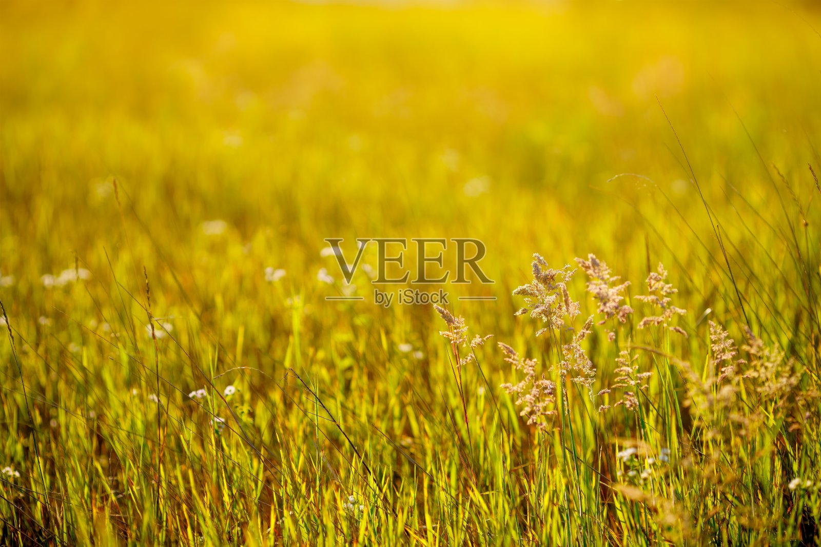 夏天草甸草照片摄影图片