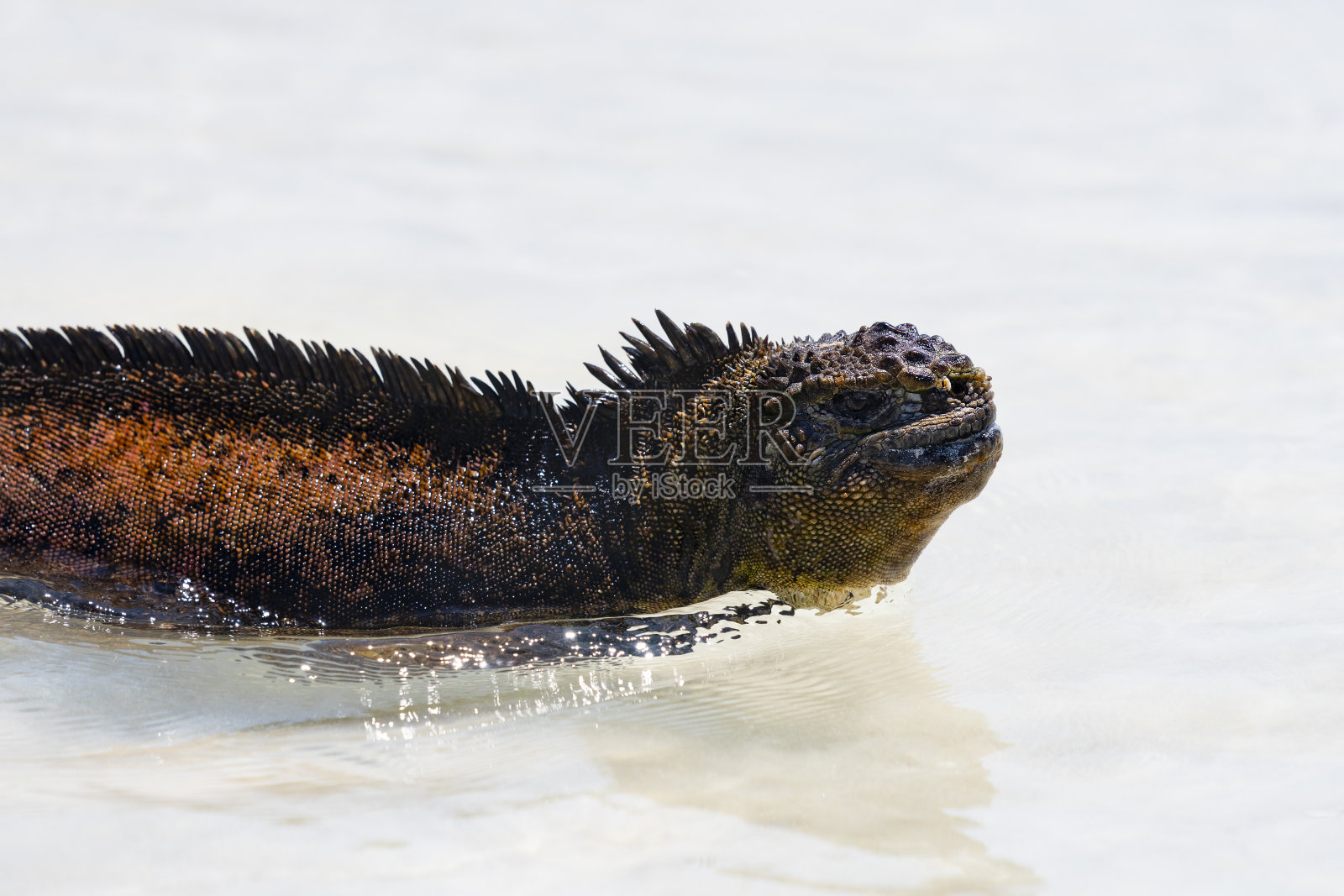 海鬣蜥在加拉帕戈斯群岛的海洋中游泳照片摄影图片