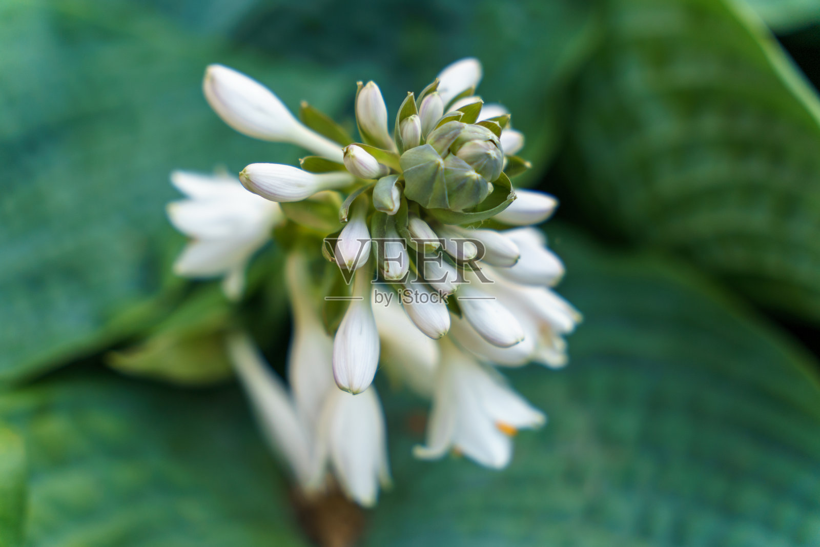 芭蕉百合在花蕾散科的背景下照片摄影图片
