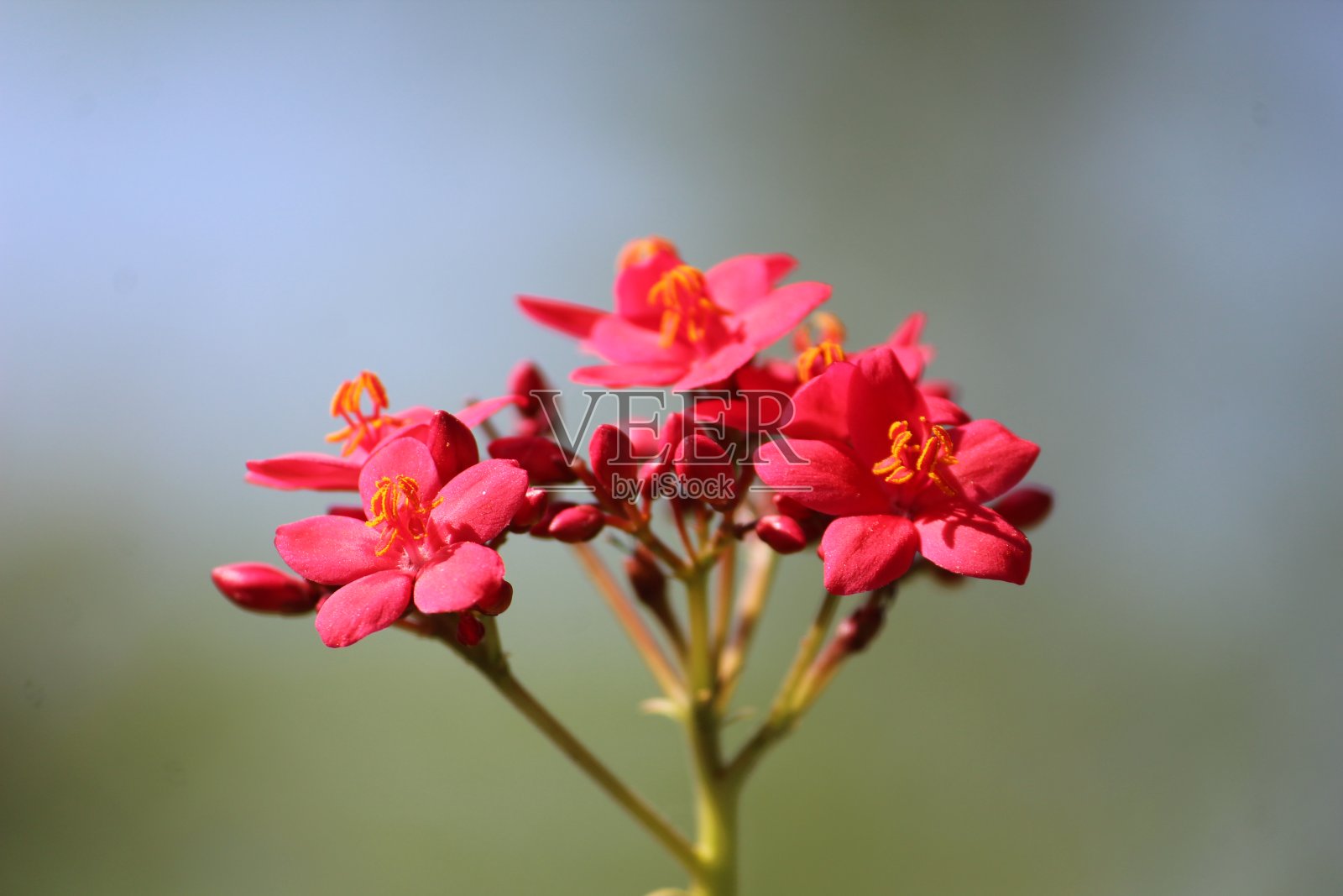 美丽的红色的花照片摄影图片