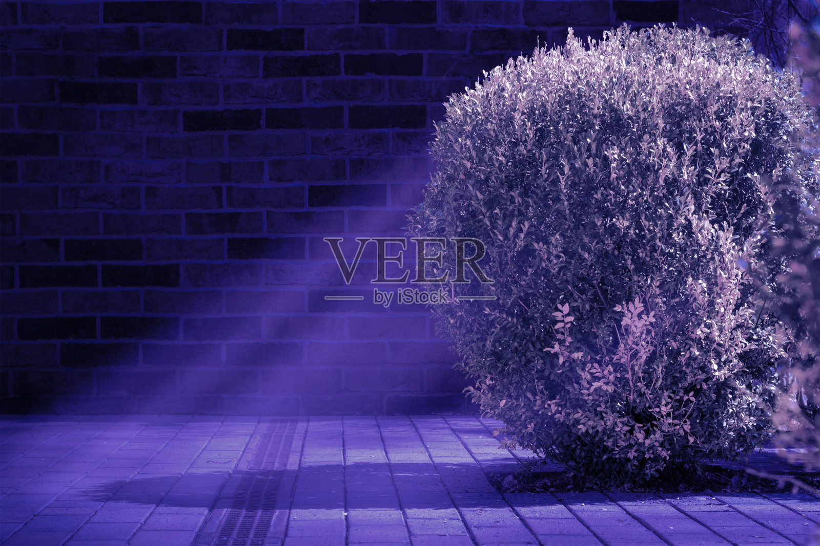 布什与月光和模糊焦点砖墙背景。晚上风格的照片。夜晚,魔法,城市和恐怖的概念照片。照片摄影图片