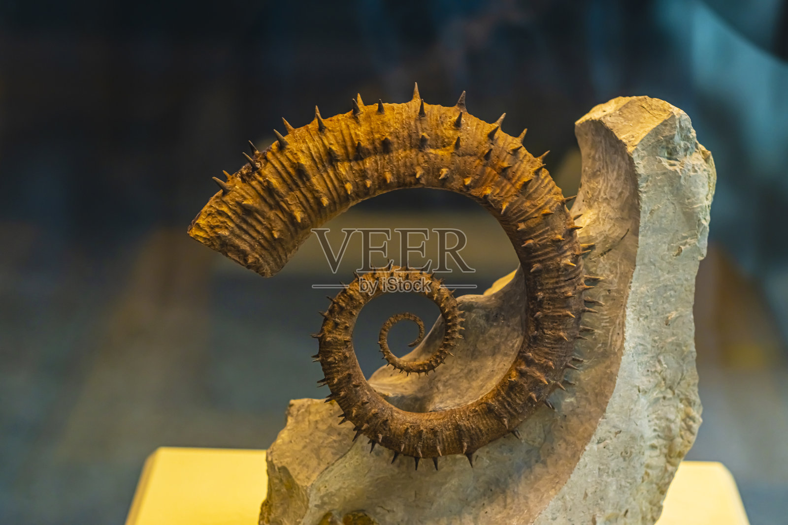 动物冰冷的骨架照片摄影图片