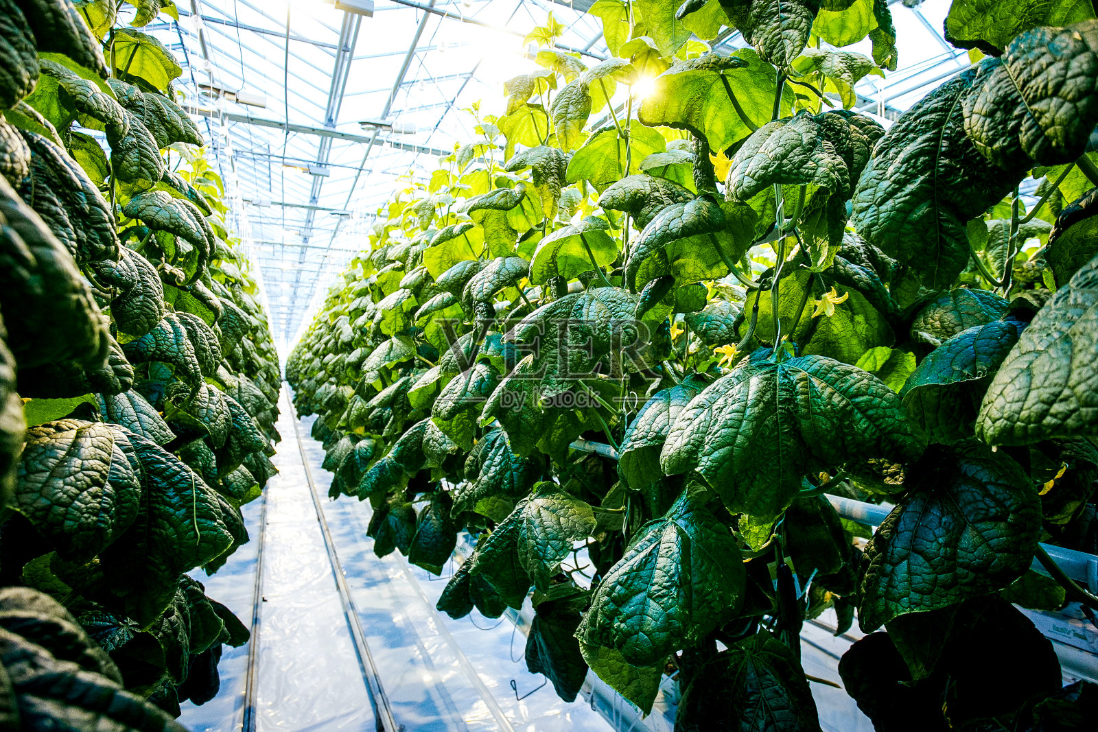 在大温室里种黄瓜、绿叶照片摄影图片