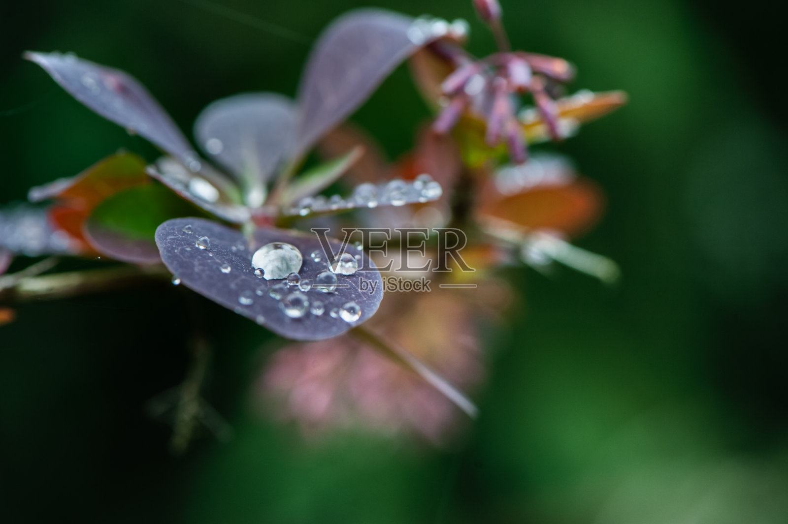 美丽的自然背景,露珠上的叶子,紫色和绿色的色调,夏天照片摄影图片