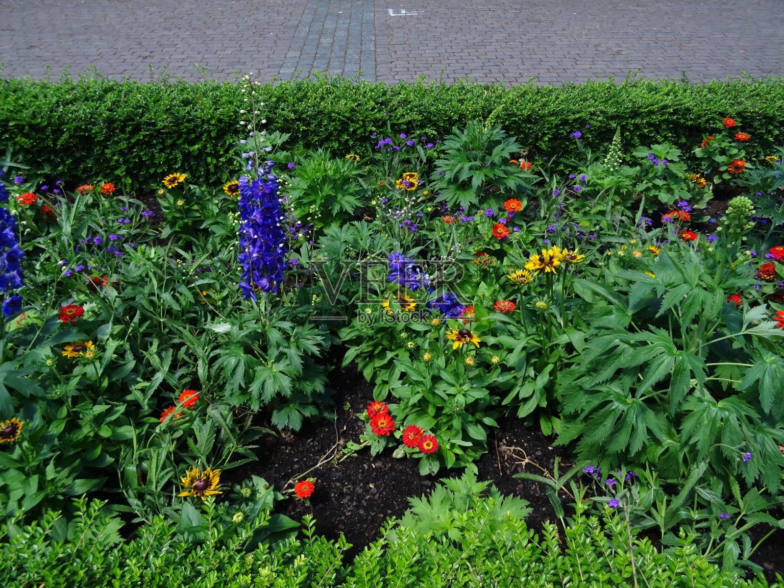 花坛上盛开着五颜六色的花朵照片摄影图片