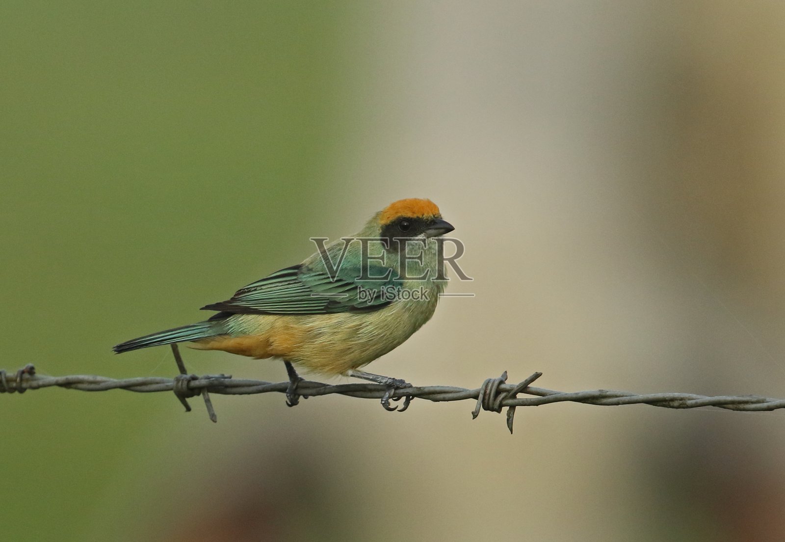 Burnished-buff唐纳雀照片摄影图片