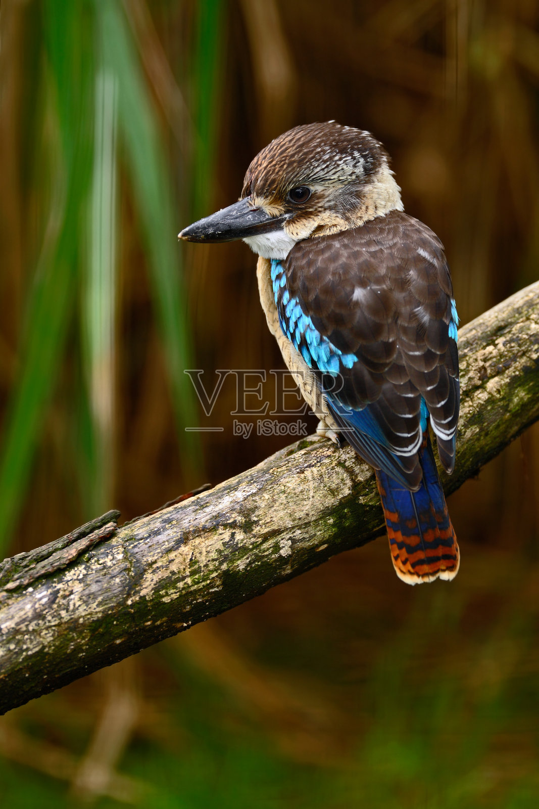 翠鸟蓝翅笑翠鸟,delo leachii,澳大利亚。鸟在河边。翠鸟在大自然的水草栖息地。鸟坐在树枝上。森林里的野生动物。照片摄影图片