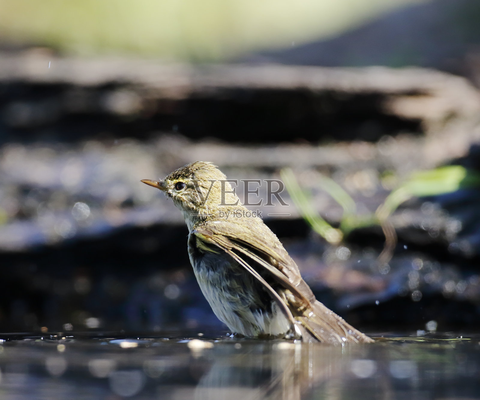 柳莺沐浴照片摄影图片
