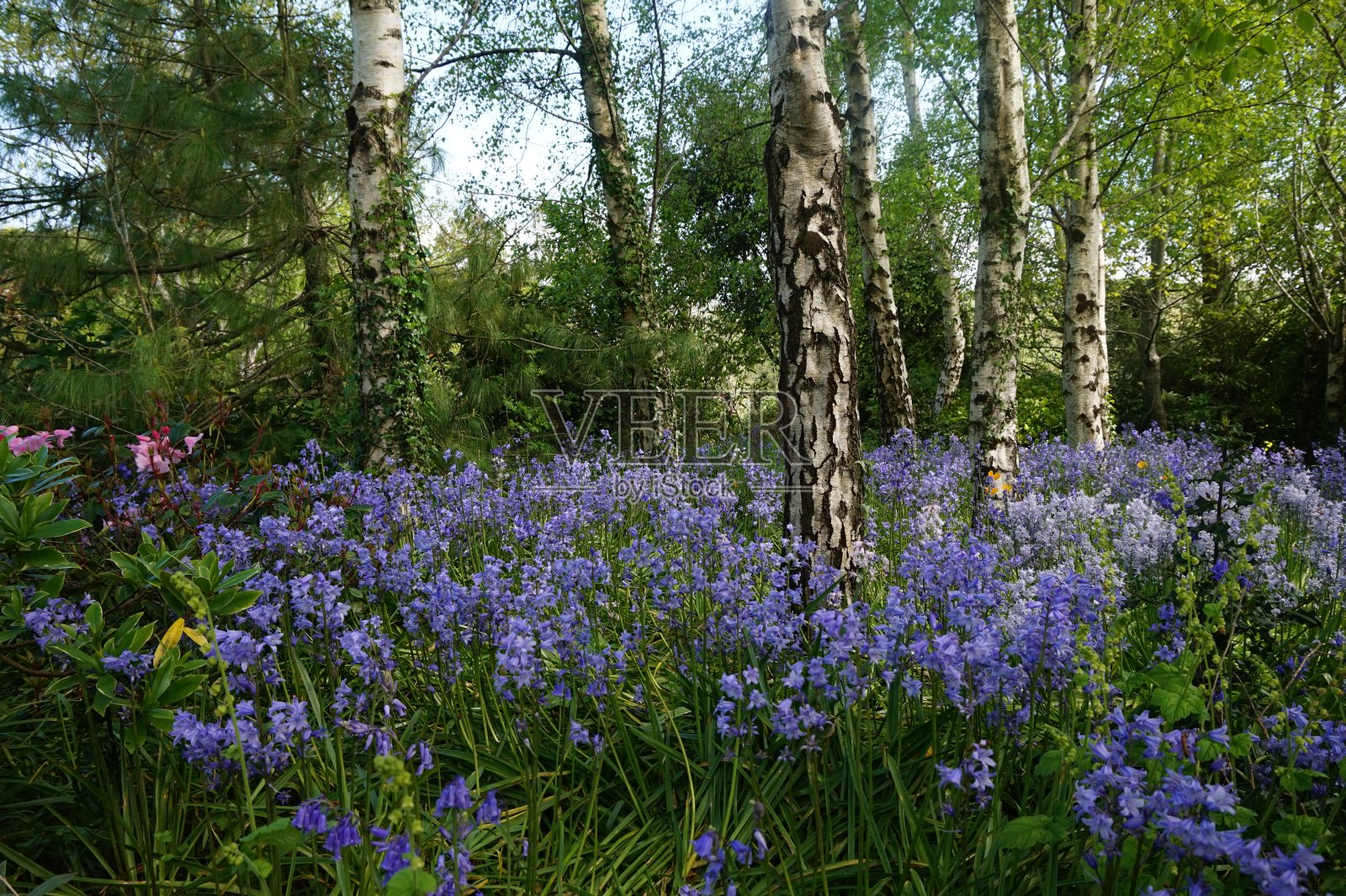 森林中的风信子照片摄影图片