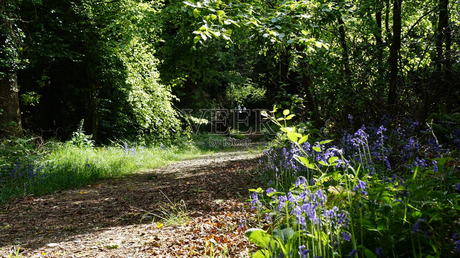 森林中的风信子照片摄影图片