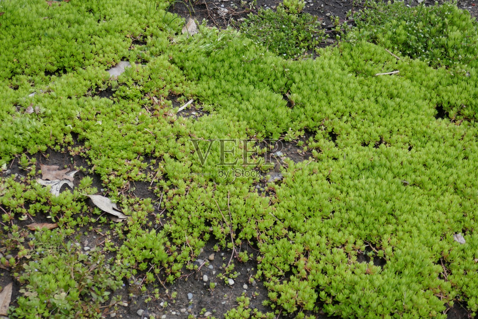 亮绿色的小植物地被照片摄影图片