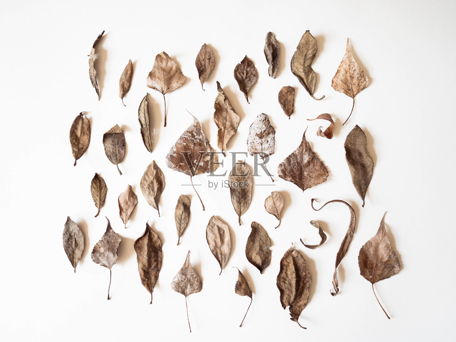 秋天的自然成分。白色背景上的棕色叶子的背景。秋天的概念。感恩节的纹理。平躺,俯视图照片摄影图片
