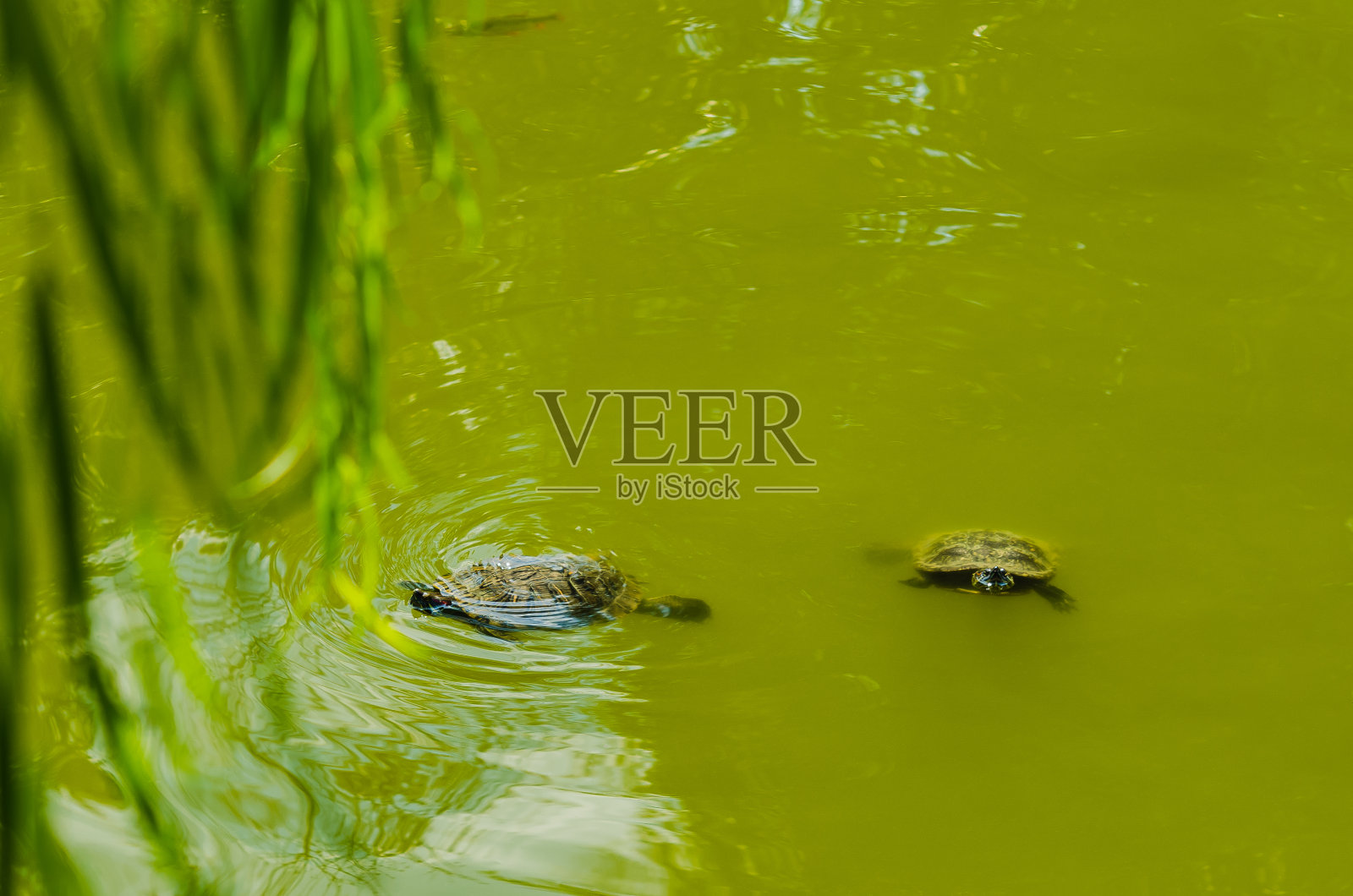 两只红耳滑龟在湖里游泳照片摄影图片