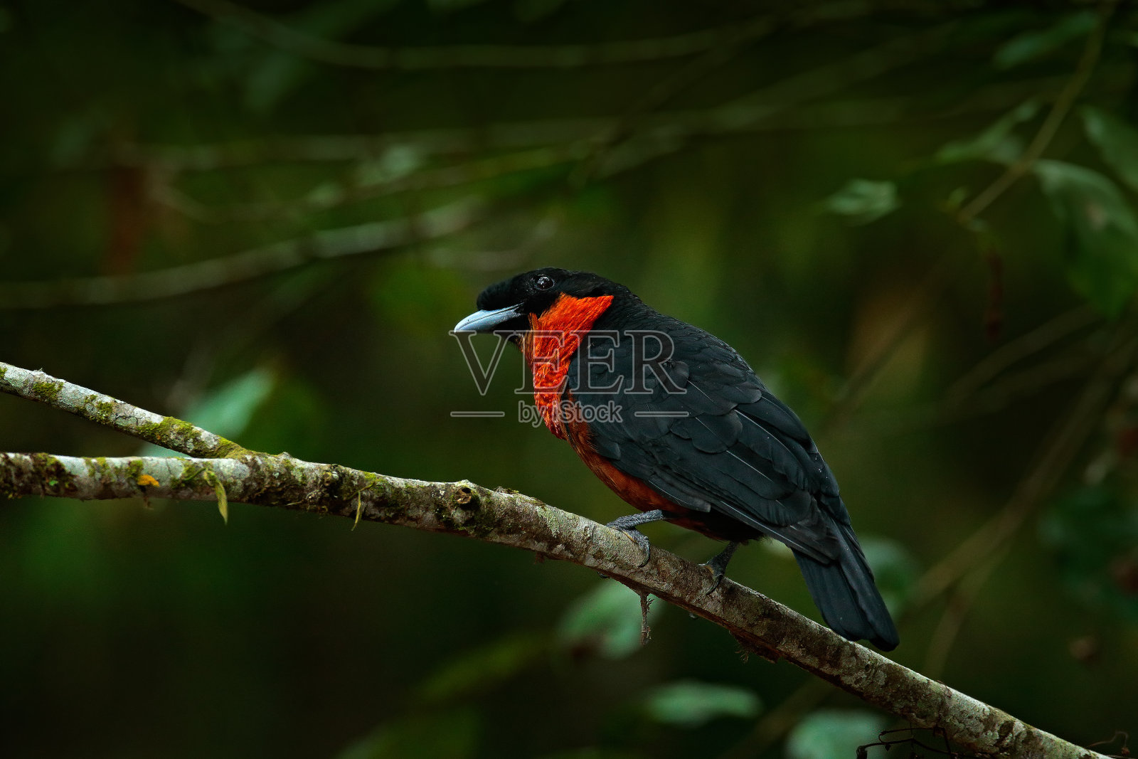 哥伦比亚奥顿深绿色森林里的红冠果鸦、火蛾、珍稀热带奇异鸟类。南美观鸟。热带森林的野生动物场景。照片摄影图片