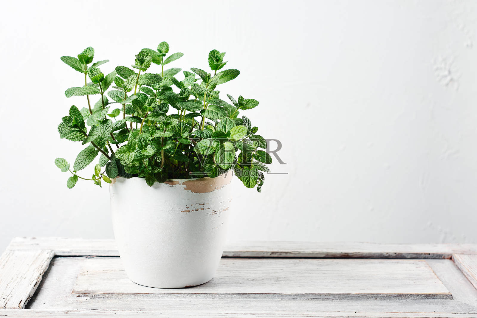 新鲜的薄荷叶。照片摄影图片