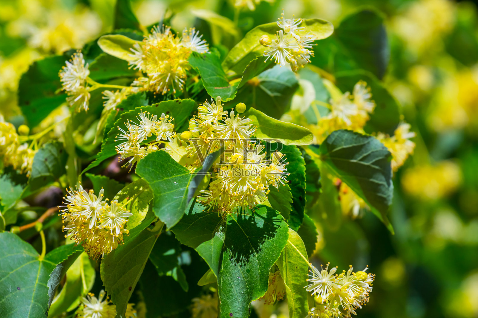 特写菩提树的树枝在开花照片摄影图片