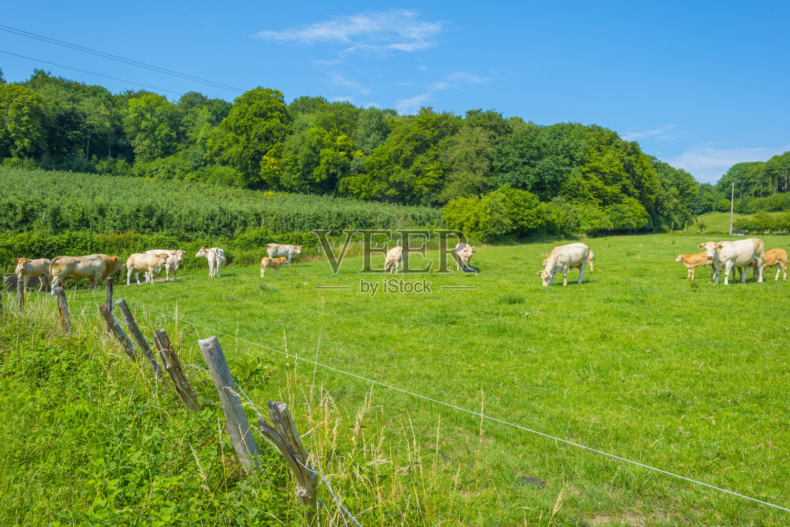 在夏日阳光下的蓝天下,一群奶牛在山坡上的绿色草地上照片摄影图片