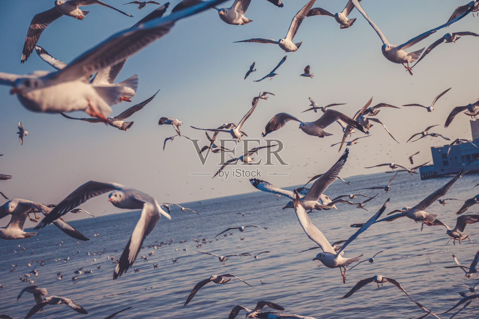 日落时海鸥在海面上飞翔的风景照片摄影图片
