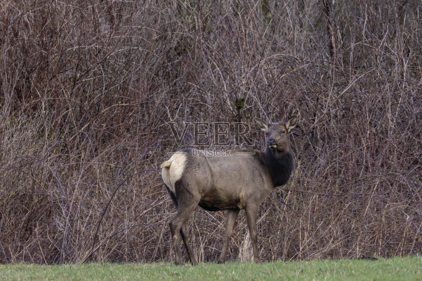 侧面牛奥林匹克麋鹿与刷子背景照片摄影图片