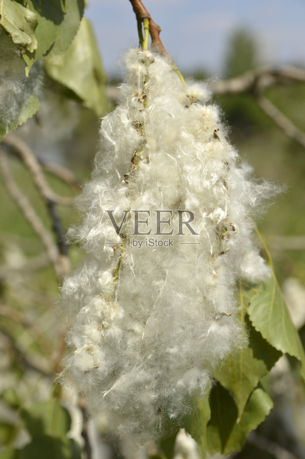 开花的杨树的树枝靠近照片摄影图片