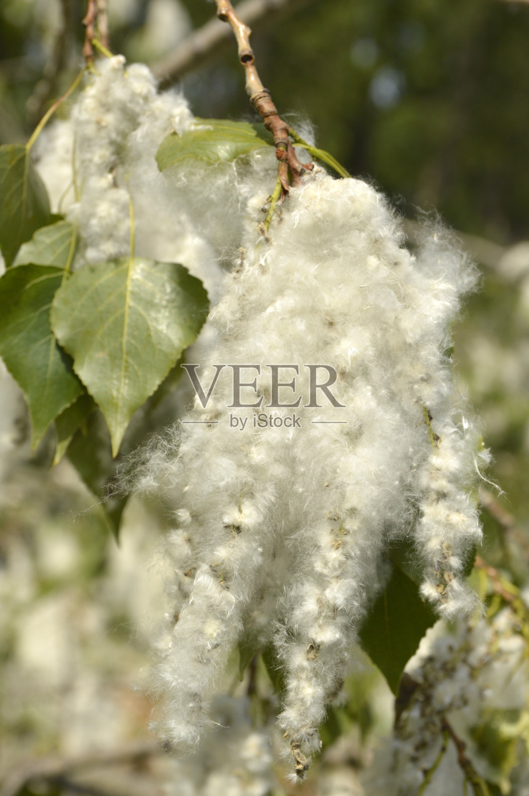 开花的杨树的树枝靠近照片摄影图片