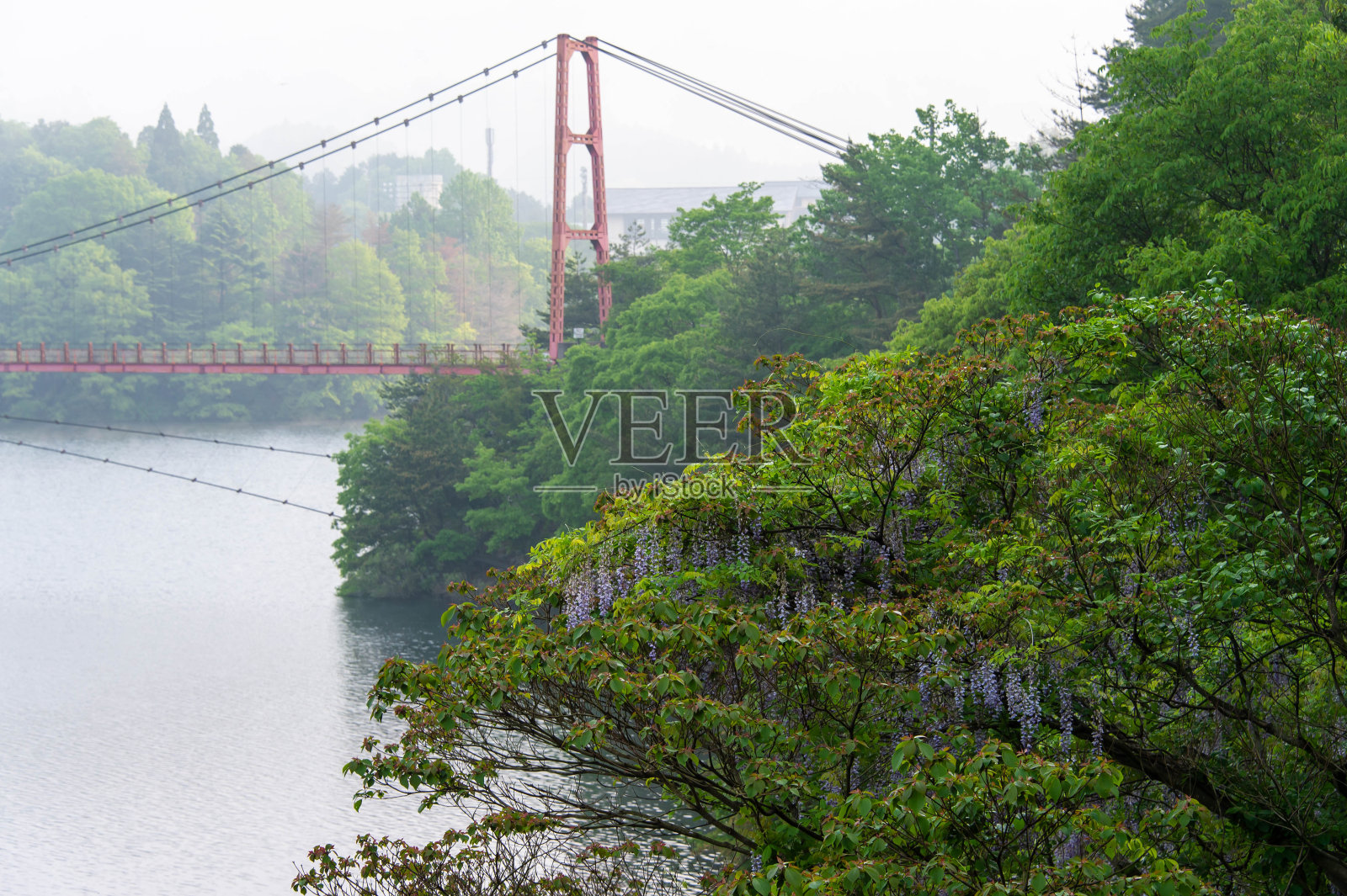在晨雾中的湖面上,有一座吊桥和紫藤照片摄影图片
