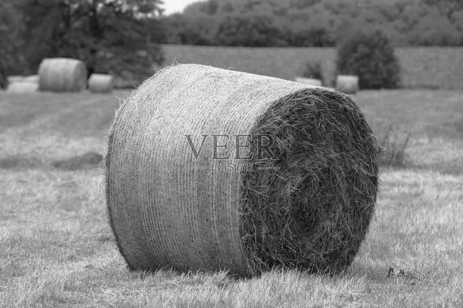 在割过的草地上,压着成捆的干草照片摄影图片