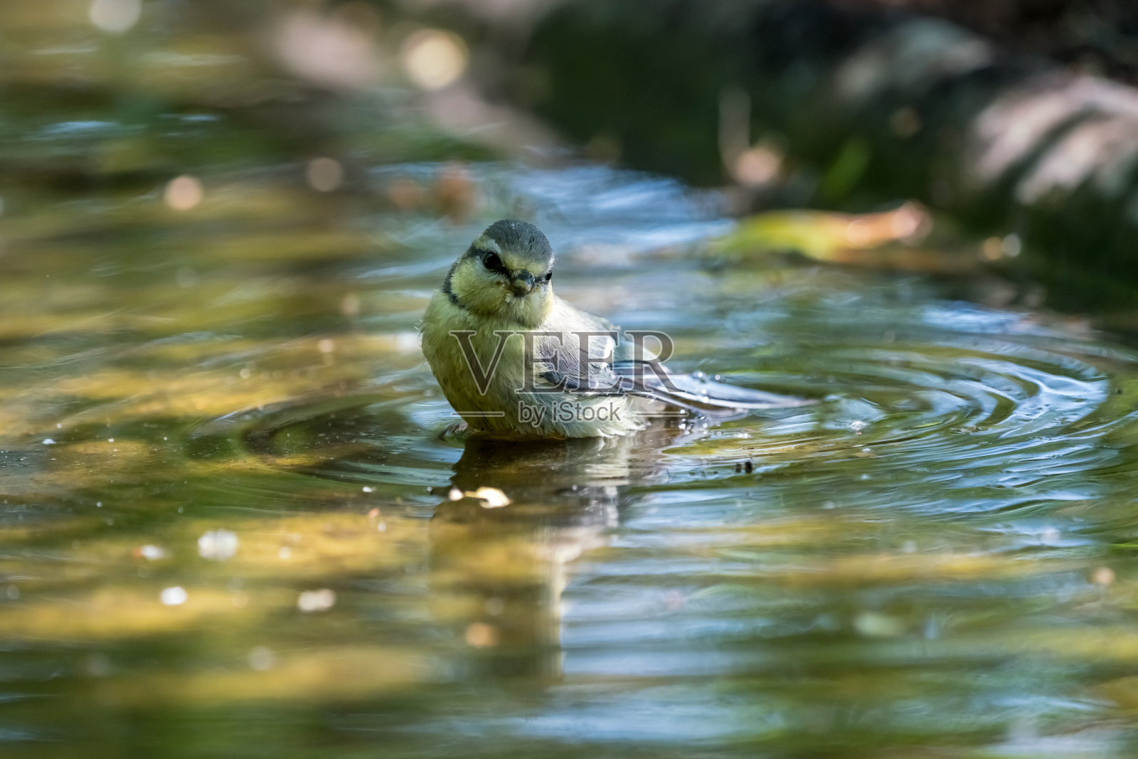 一个蓝冠山雀照片摄影图片