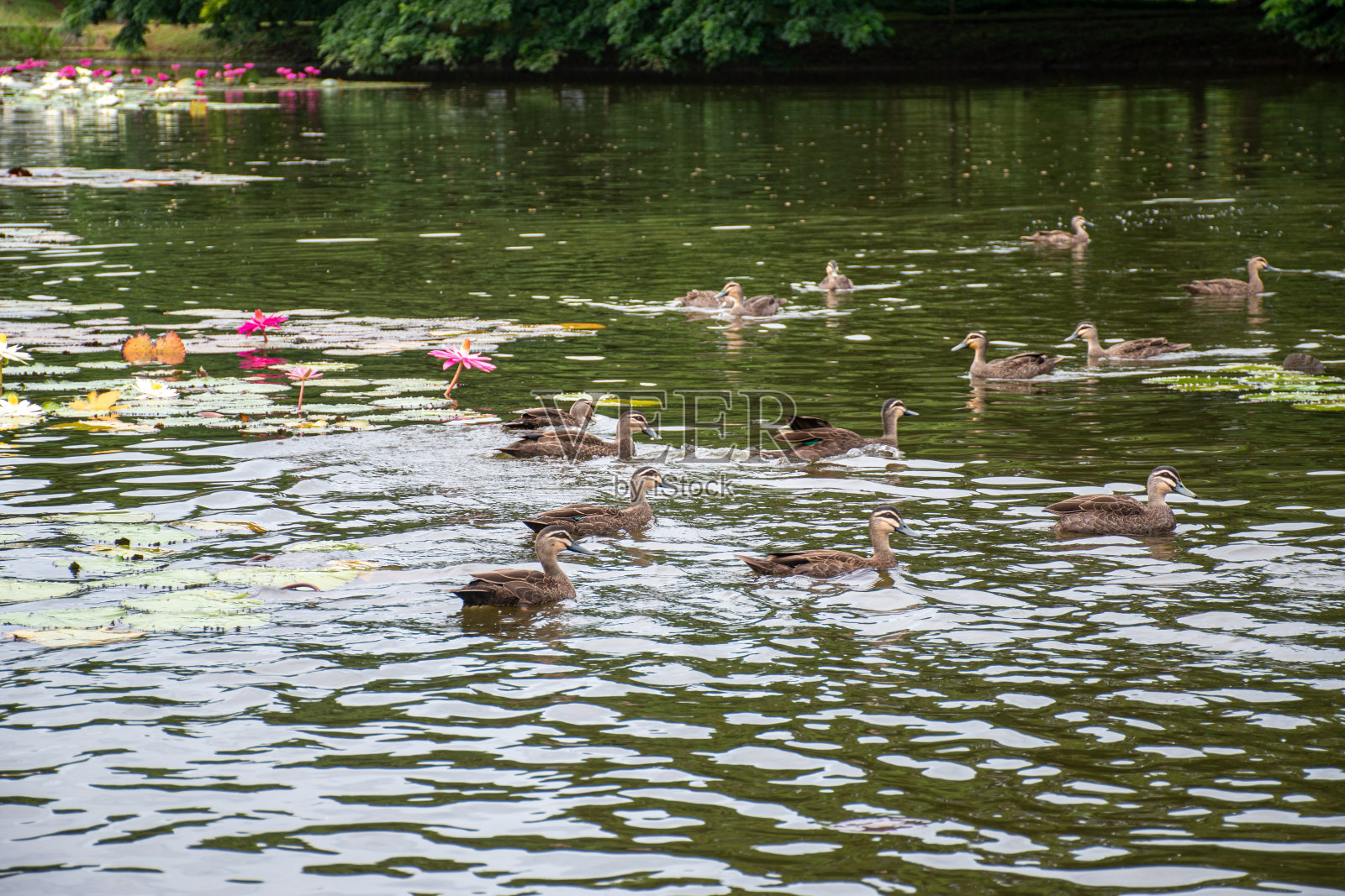 湖上的鸭子照片摄影图片