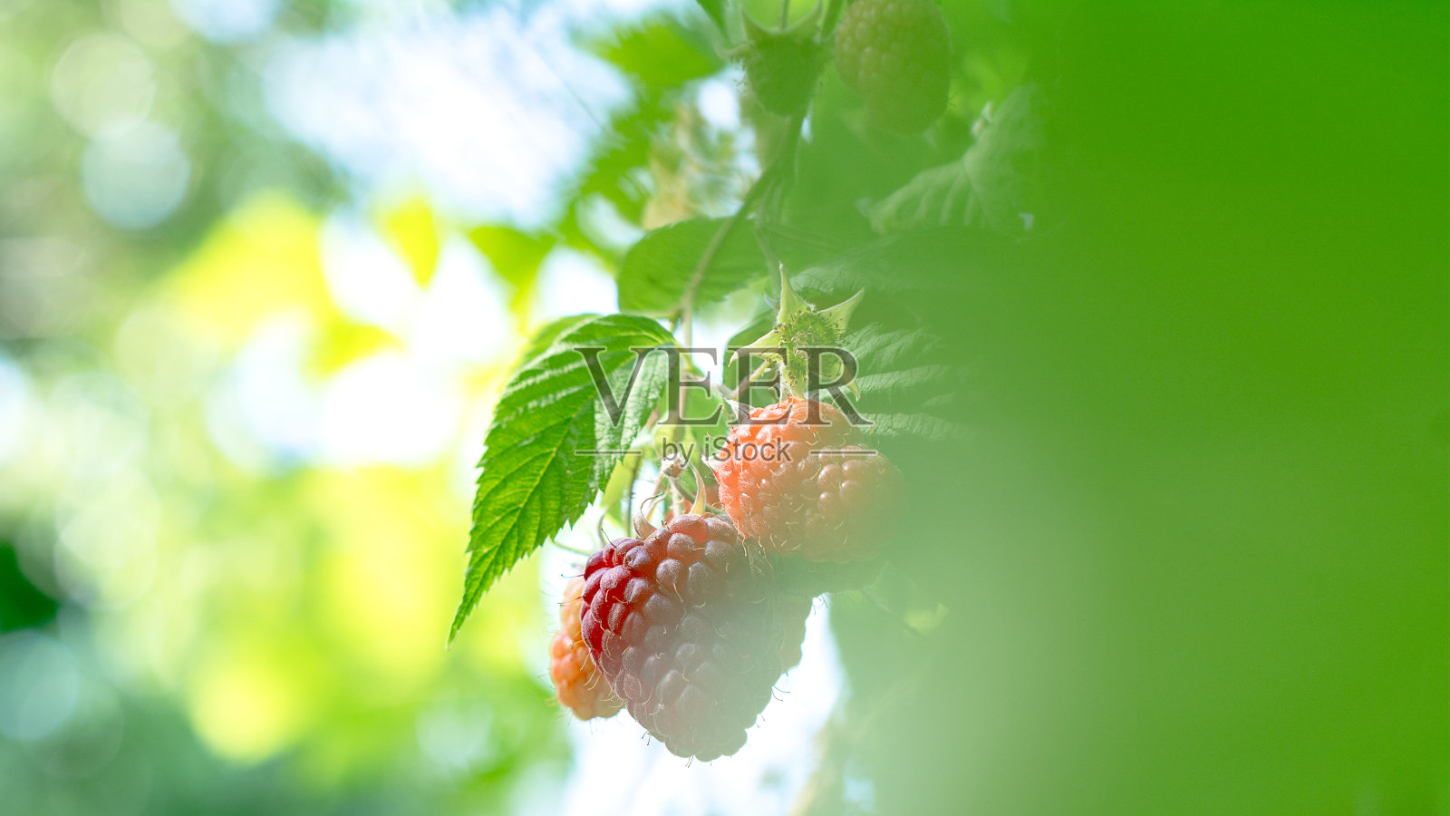 成熟和成熟的大覆盆子,在花园的一个灌木横幅地方为文本照片摄影图片
