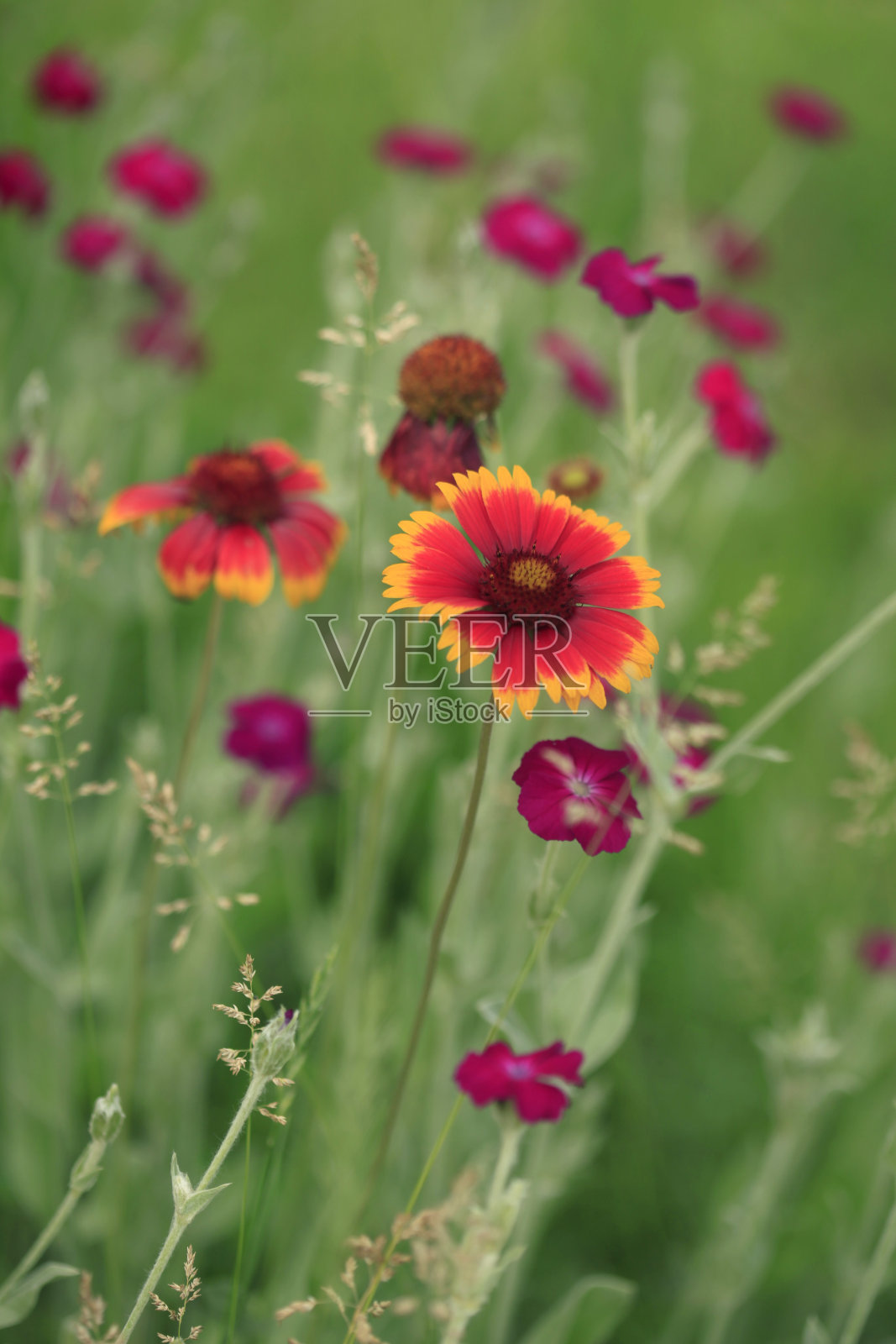 色彩斑斓的夏花照片摄影图片