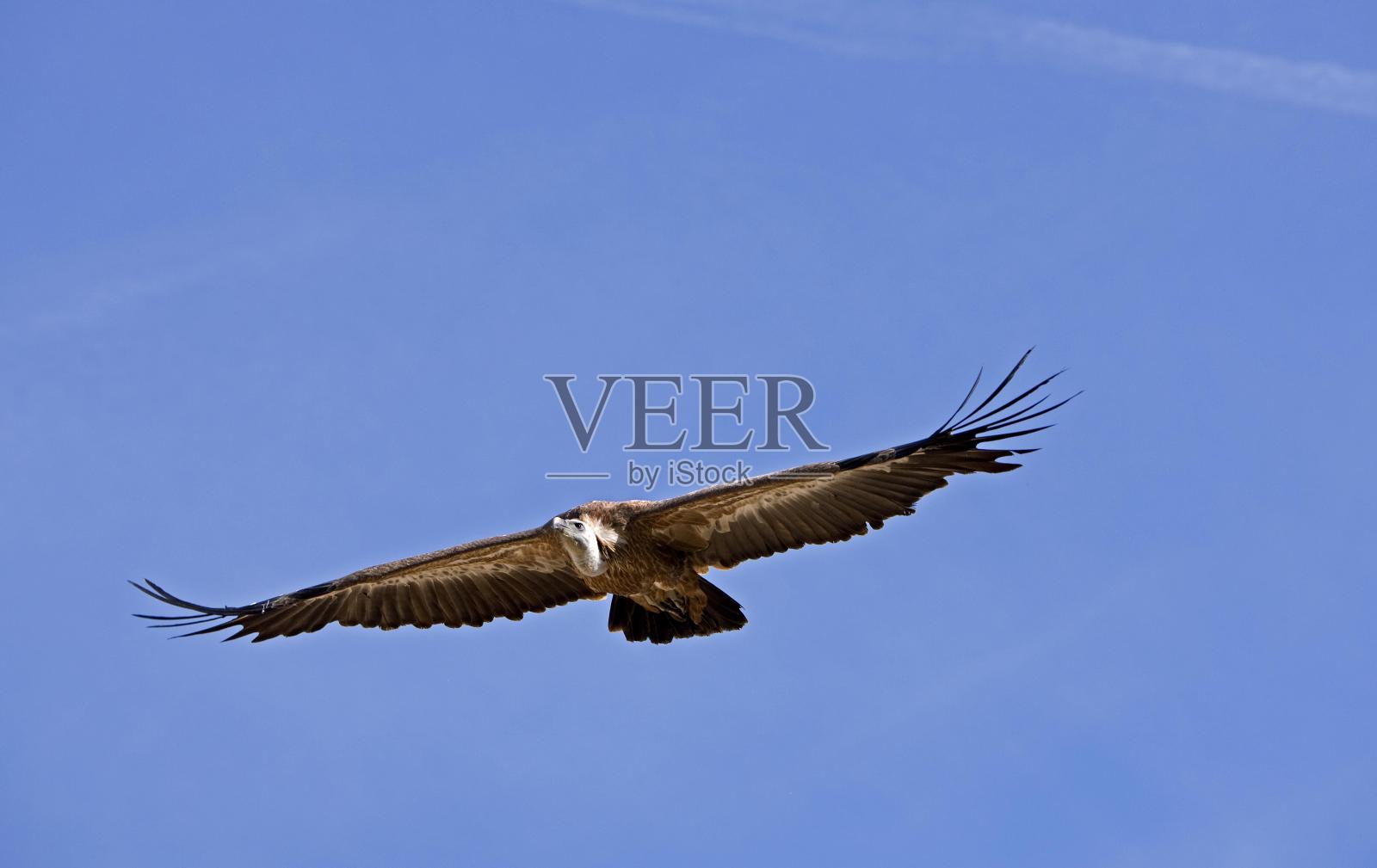 格里芬秃鹫,吉普斯黄毛,成年在飞行对抗蓝天照片摄影图片