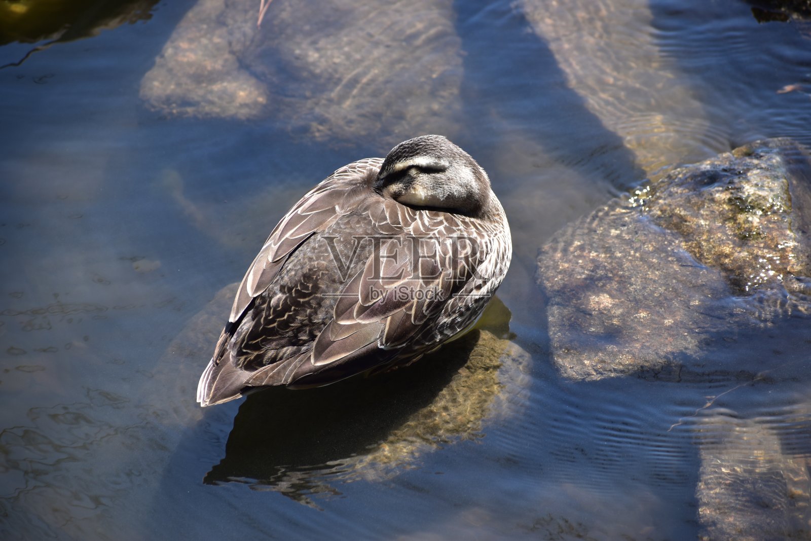 斑嘴鸭照片摄影图片