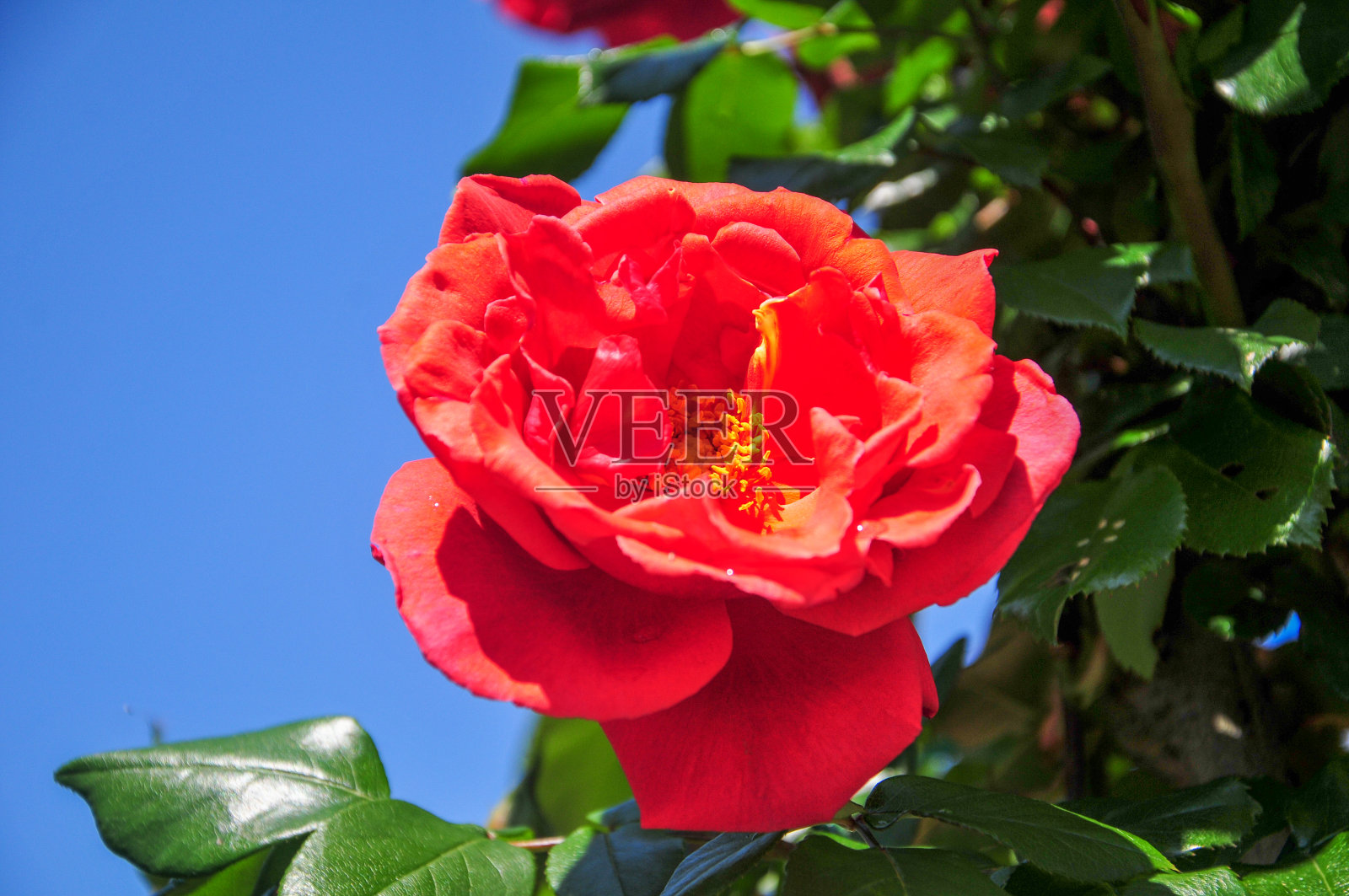 艳阳高照,红花盛开照片摄影图片