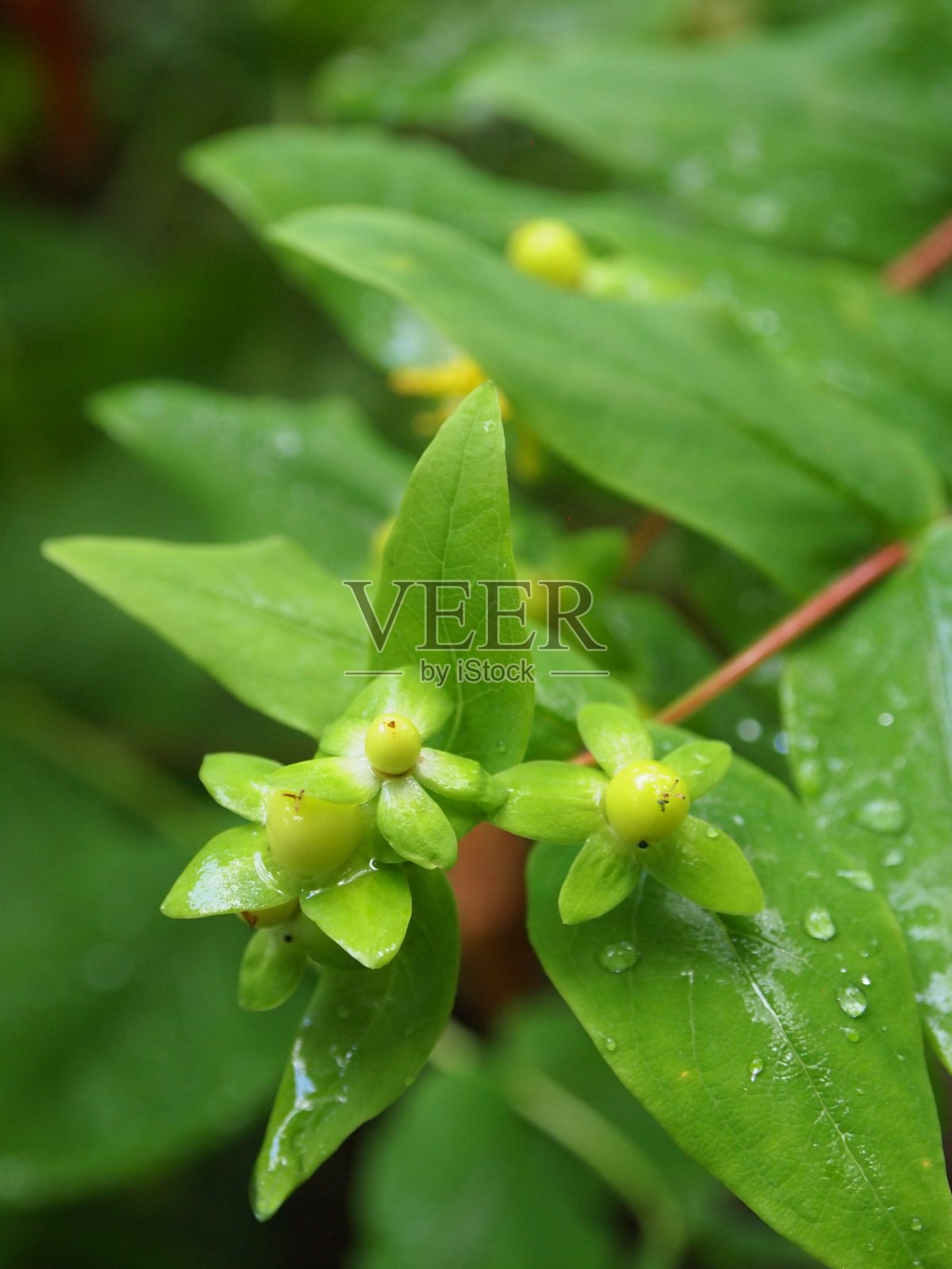 雨后黄花照片摄影图片