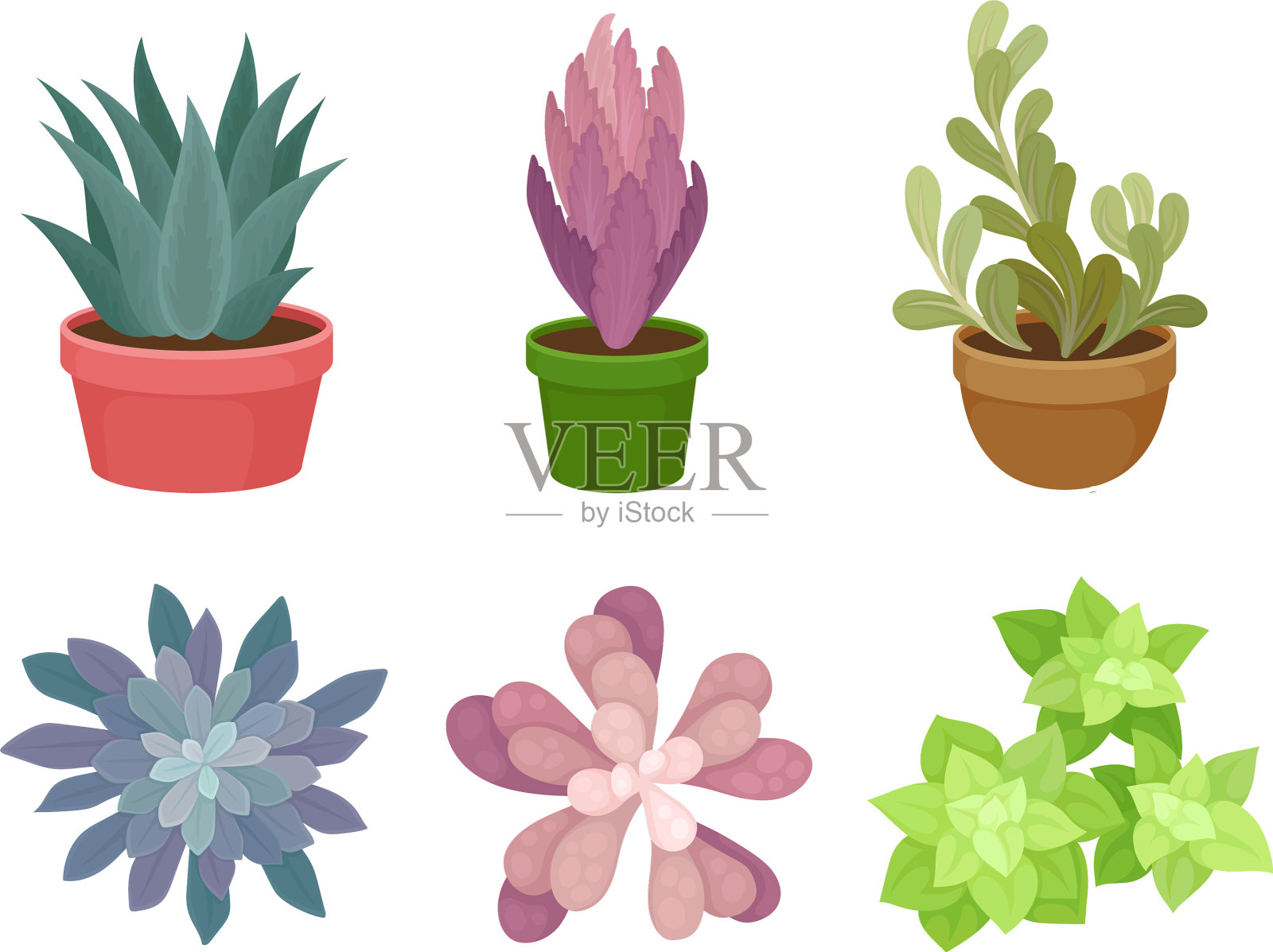 肉质植物生长在陶瓷花盆侧视图插画图片素材