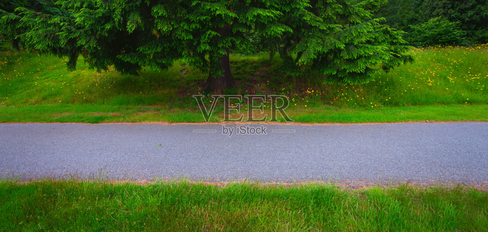 绿色的风景照片摄影图片