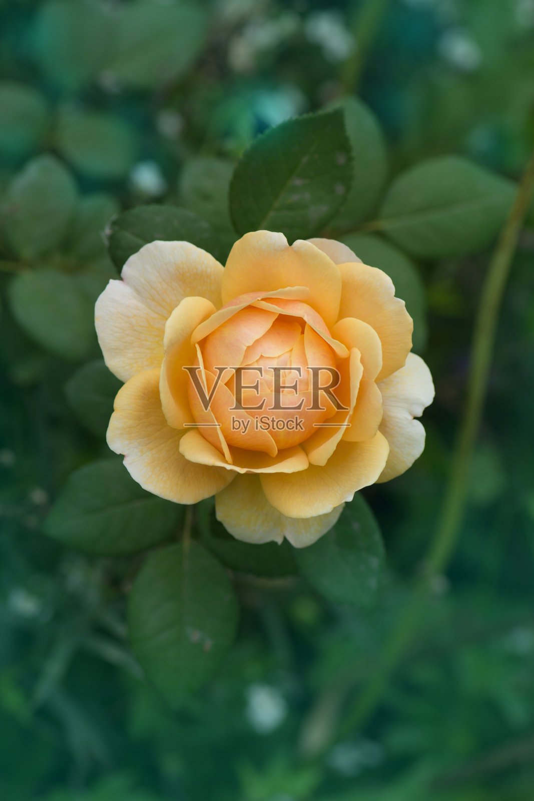 橙色的玫瑰和绿色的叶子。照片摄影图片