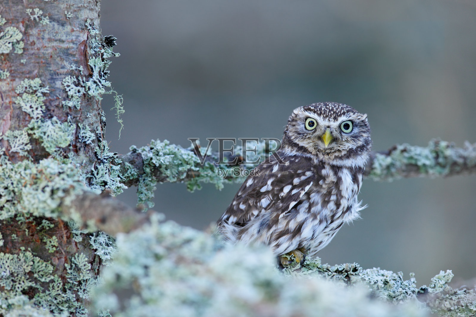 小猫头鹰,夜莺,在中欧的秋天落叶松森林,小鸟的肖像在自然栖息地,捷克共和国照片摄影图片