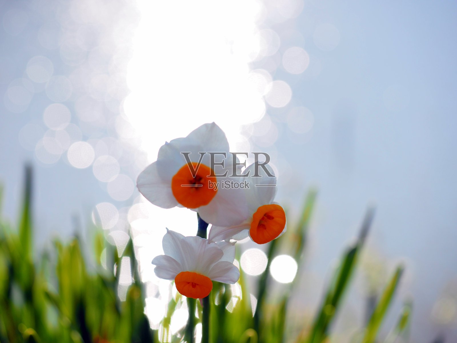 日本千叶Kyonan水仙花,日文称散焦阳光反射水仙花照片摄影图片