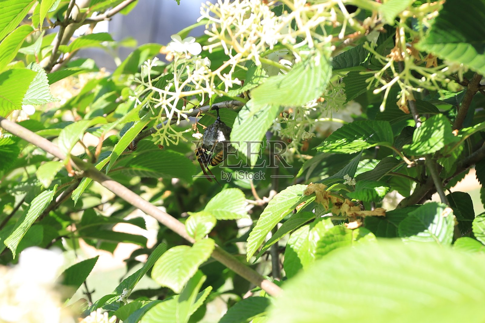 蜜蜂照片摄影图片