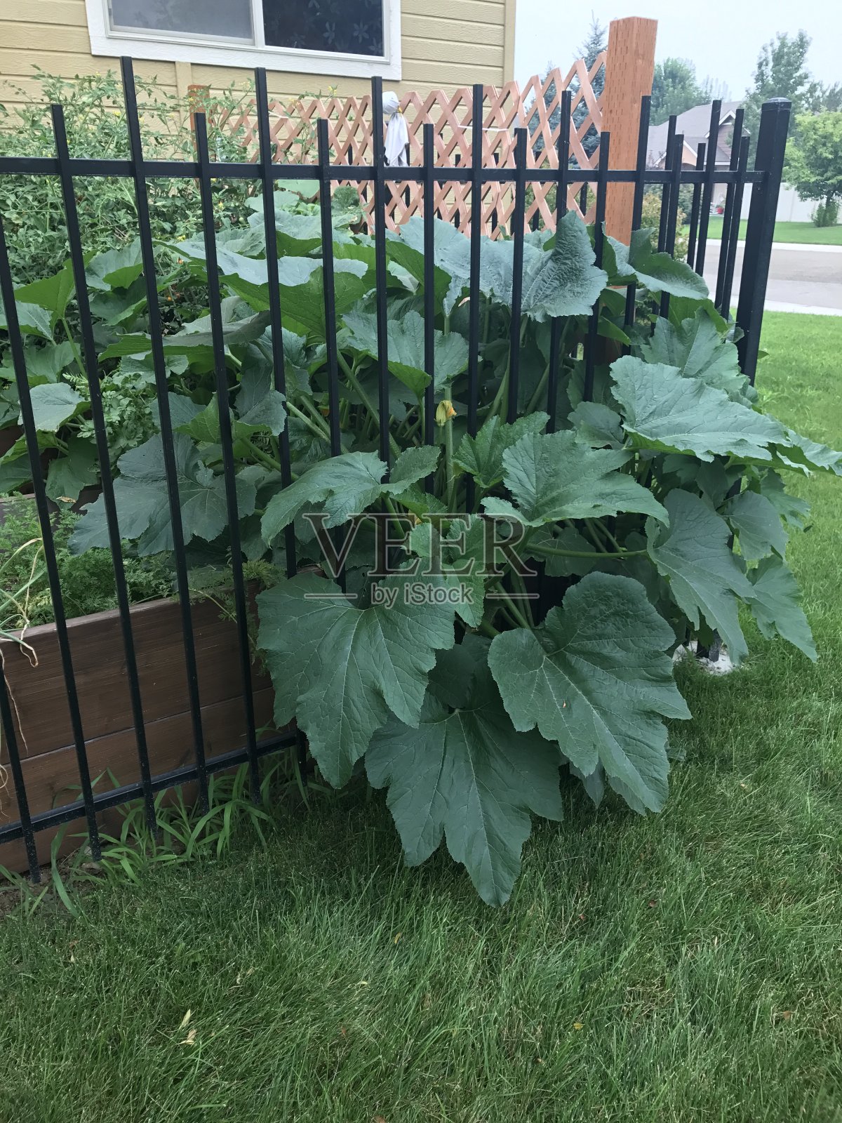 西葫芦植物照片摄影图片