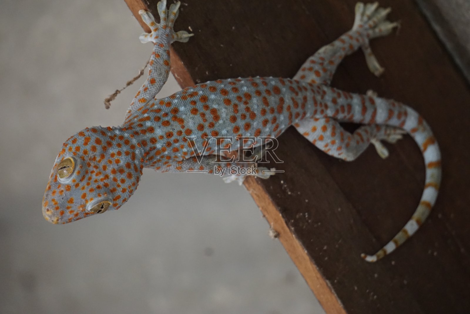 壁虎照片摄影图片