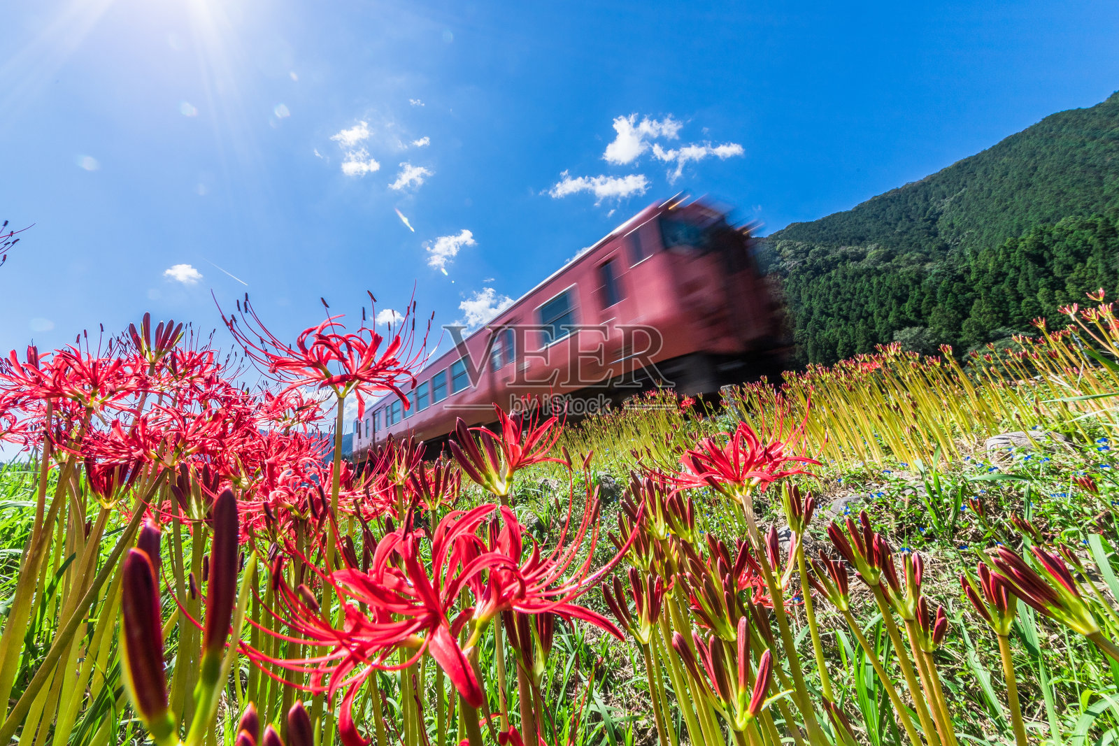 排列和群集的孤挺花照片摄影图片