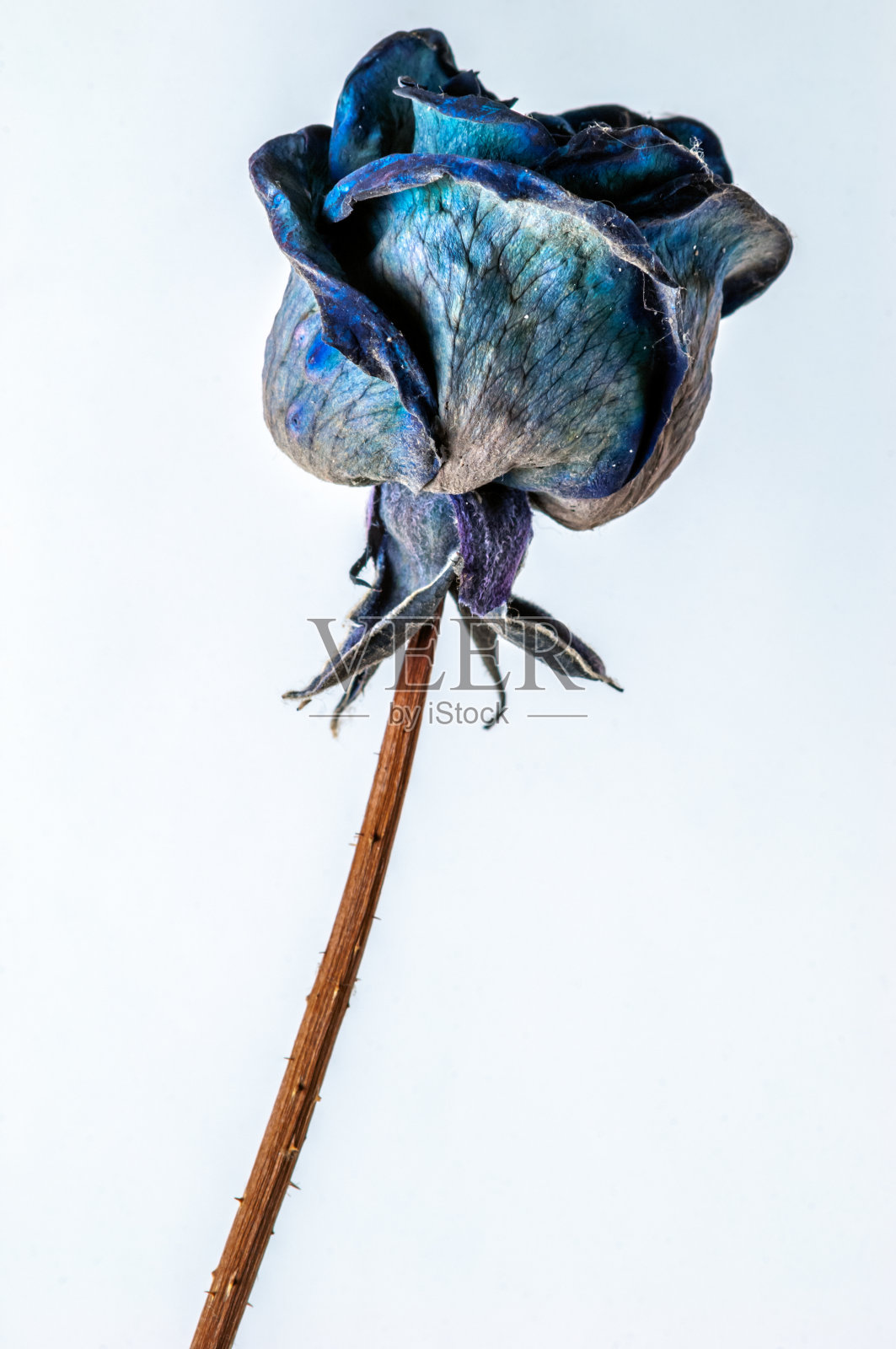 带蓝色的干粉花照片摄影图片