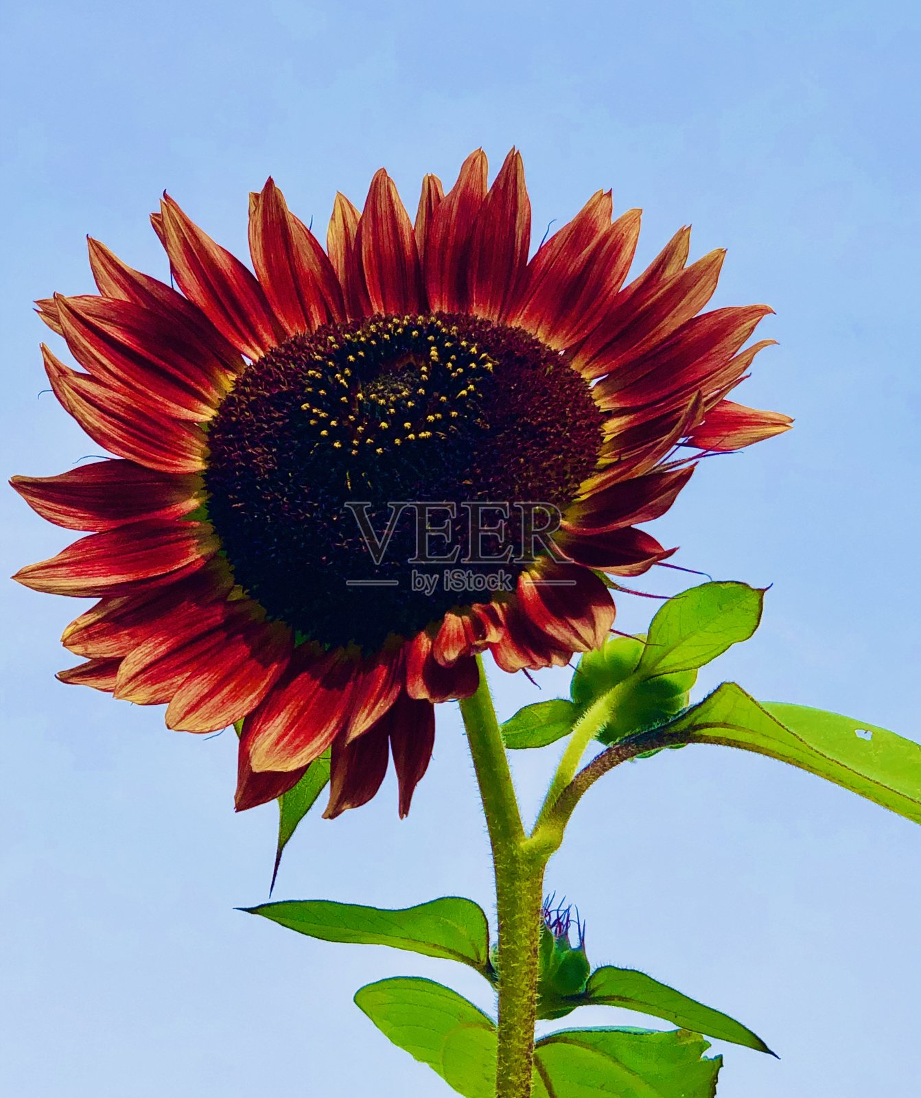 向日葵照片摄影图片