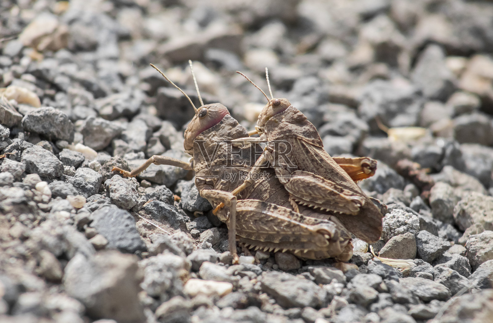 诺卡拉克里斯柑橘照片摄影图片