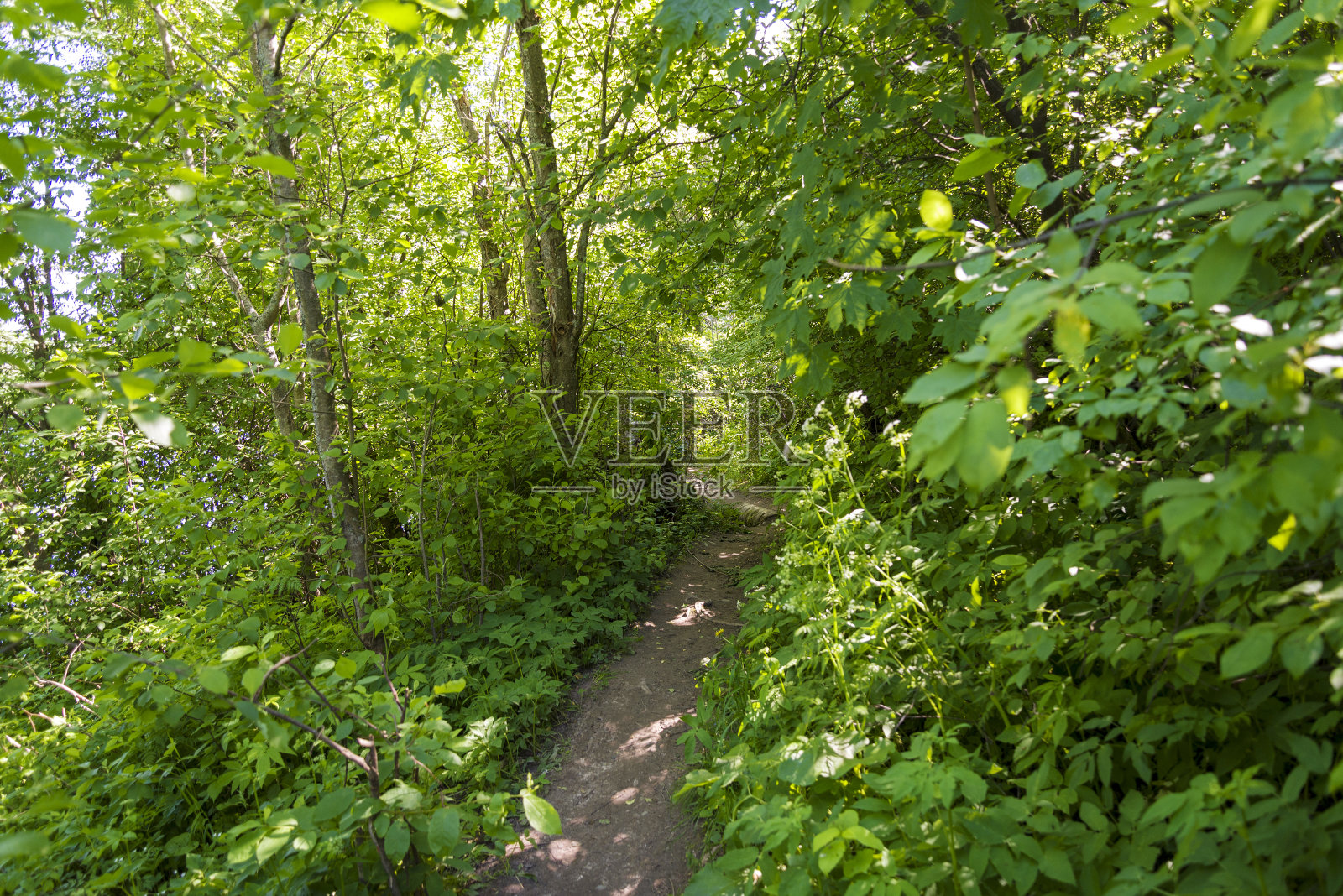 小路夏季森林中树木之间的小路照片摄影图片